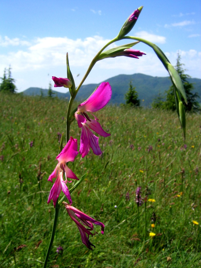 Gladiolus italicus / Gladiolo dei campi